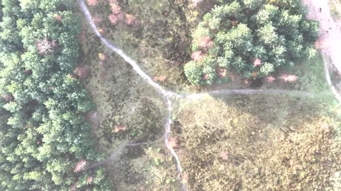 SoestDuin Dutch Forest Stock Footage 255840331