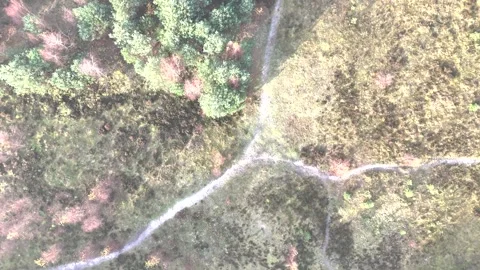SoestDuin Dutch Forest Stock Footage 255840334