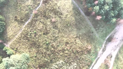 SoestDuin Dutch Forest Stock Footage 255840341