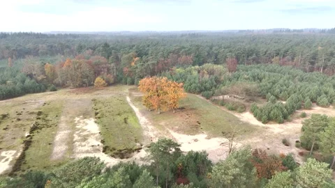 SoestDuin Dutch Forest Stock Footage 255840352