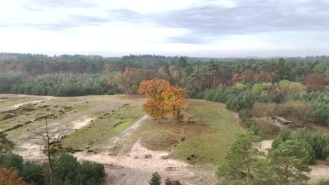 SoestDuin Dutch Forest Stock Footage 255840353