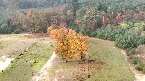 SoestDuin Dutch Forest Stock Footage 255840408