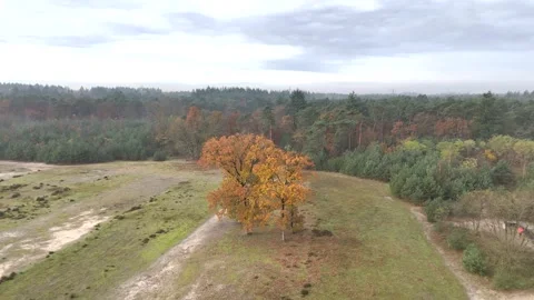 SoestDuin Dutch Forest Stock Footage 255840423
