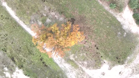 SoestDuin Dutch Forest Stock Footage 255840424
