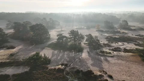 SoestDuin Dutch Forest Stock Footage 255840493