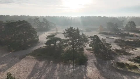 SoestDuin Dutch Forest Stock Footage 255840516