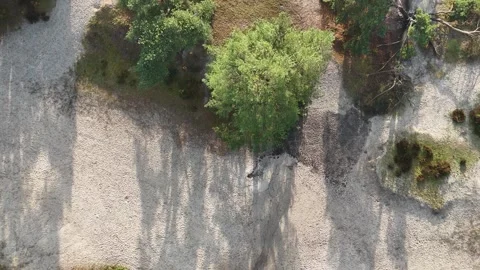 SoestDuin Dutch Forest Stock Footage 255840525