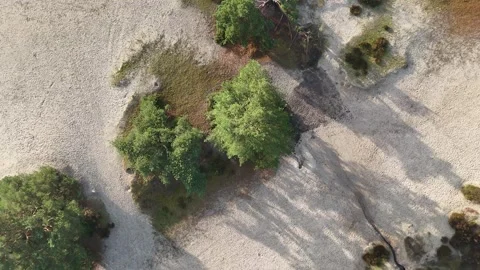 SoestDuin Dutch Forest Stock Footage 255840540