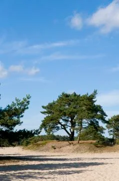 Soesterduinen Stock Photos