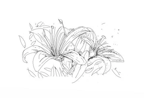 Sof tulips, series of flowers, Stock Illustration
