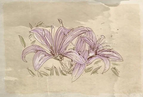 Sof tulips, series of flowers, Stock-Illustration