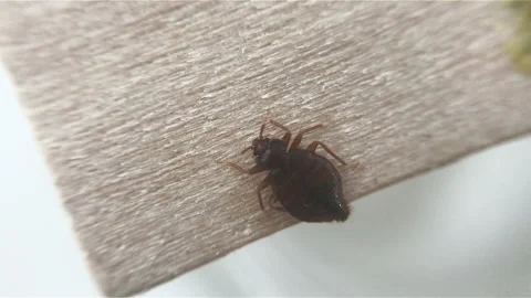 Sofa bed bug, macro insect Video stock 162069057
