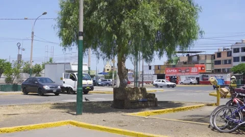 A sofa in the street under the shade of a tree to rest and cover from the sun Vidéo 150295067