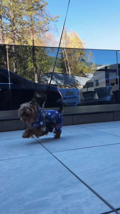 Sofia, Bulgaria - Mar 05, 2025: Yorkshire Terrier dog wearing a cute floral-t 스톡 동영상 323393868