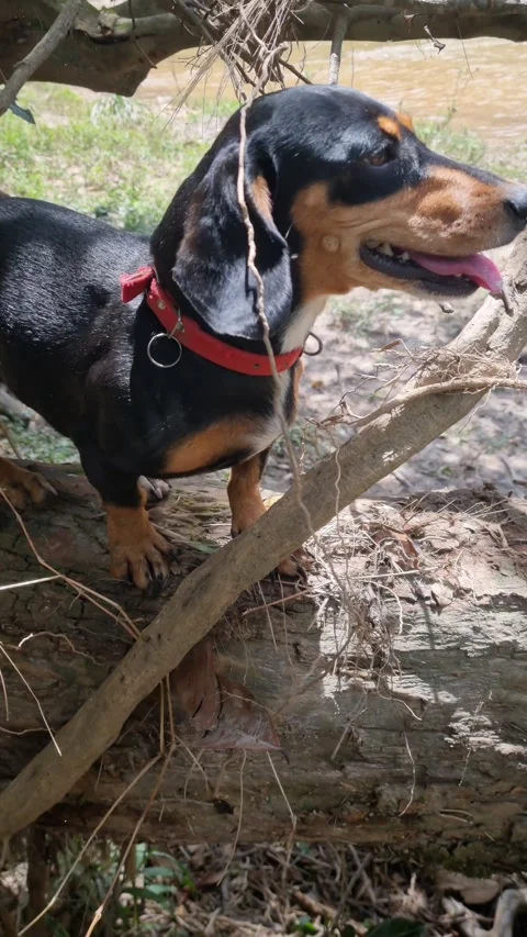 Sofia Stock Footage 237903712