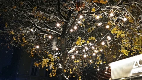 Sofia Snow 26 Tree Stock Footage 122275981