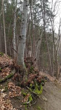 Sofia, Vitosha mountain Stock Photos