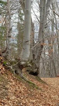 Sofia, Vitosha mountain Stock Photos