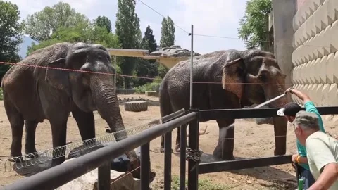 Sofia Zoo takes measures to protect animals during heat wave, Sofía, BG - 25 Jul 스톡 동영상 313744527
