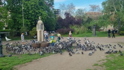 In Sofia’s Serdika park, hundreds of pigeons swirl around a fountain on a Stock Footage 313573480