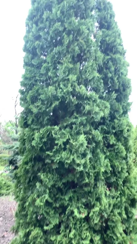 Sofievsky park in Ukraine Stock-Footage 226171244