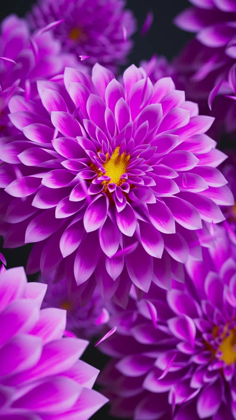 Soft 3D dahlias in a seamless loop with floating petals. Stock Footage 322018291