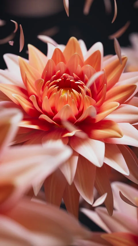 Soft 3D floral loop of moving dahlias and drifting petals. Stock Footage 322018289