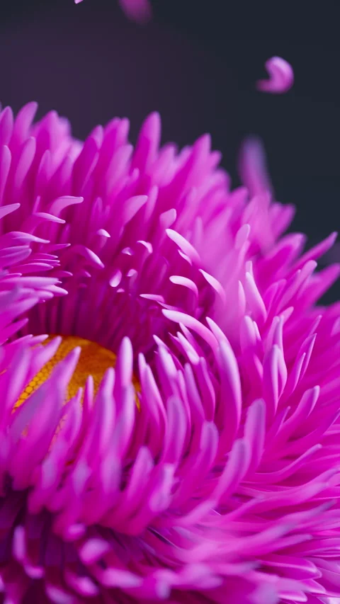 Soft 3D loop of aster flowers and drifting petals. Stock Footage 322017208