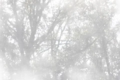 Soft abstract background with blurred tree branches in gentle sunlight Stock Photos