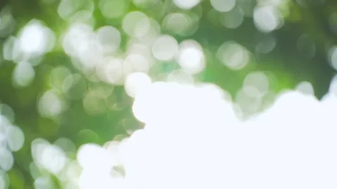 Soft Abstract Background of Summer Leaves Glowing in Bright Natural Sunlight Stock Footage 342332151