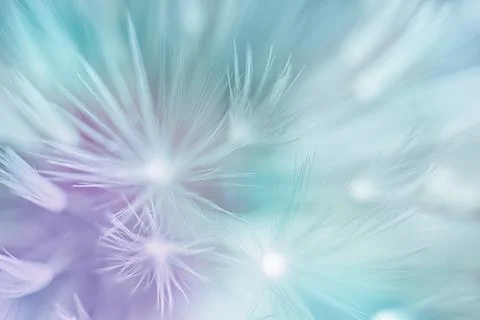 Soft abstract color gradient background, abstract dandelion Stock Photos