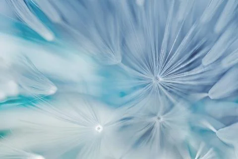 Soft abstract gradient background , abstract dandelion Illustrazione stock