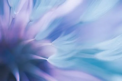 Soft abstract gradient background , abstract dandelion Stock Photos