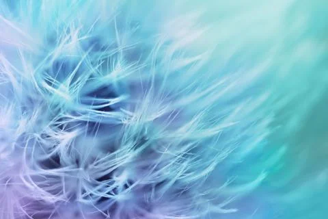 Soft abstract gradient background , abstract dandelion Stock Photos