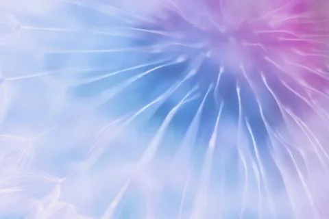 Soft abstract gradient background , abstract dandelion Stock Photos