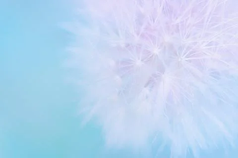 Soft abstract gradient background , abstract dandelion Stock Photos