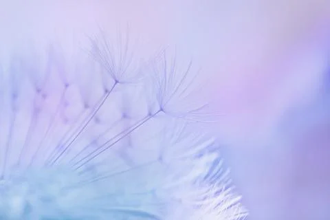 Soft abstract gradient background , abstract dandelion Фото