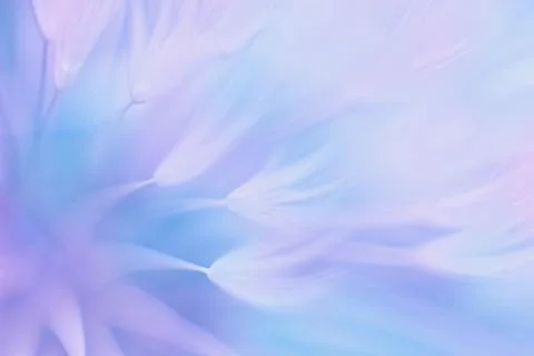 Soft abstract gradient background , abstract dandelion Stock Photos