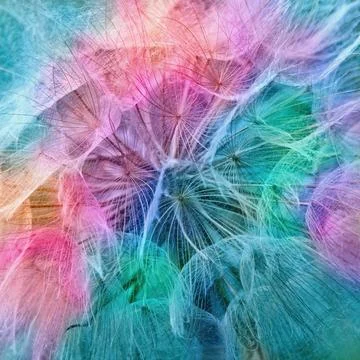 Soft abstract gradient background , abstract dandelion Stock Photos