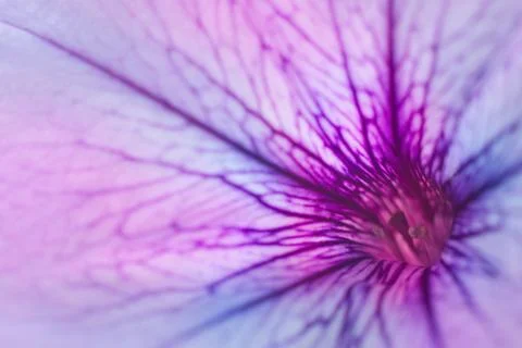 Soft abstract gradient background , abstract flower Stock Photos