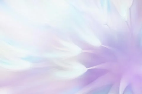Soft abstract gradient background, abstract dandelion 写真素材