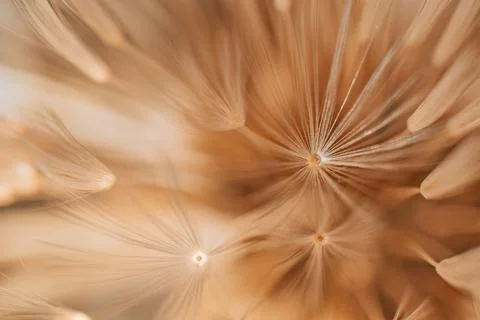 Soft abstract gradient background, faded plant. Fotos Stock