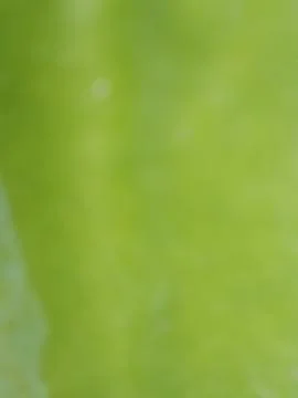 Soft abstract green background texture with abstract background gradient Stock Photos