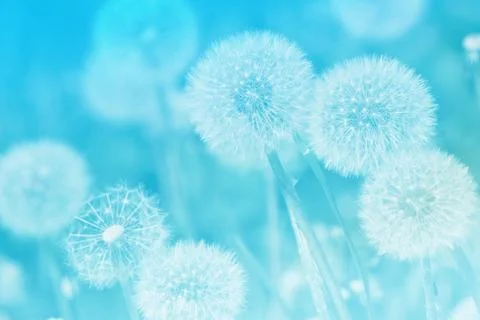 Soft abstract light blue background, abstract dandelion Stock Photos