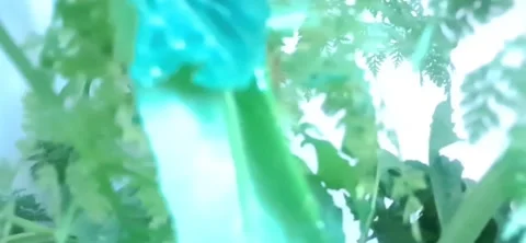 Soft Abstract Nature Background with Green Plants 動画素材 334456315