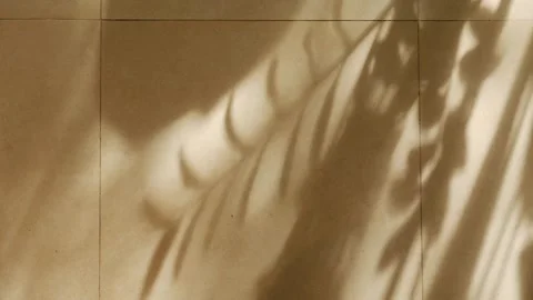 Soft abstract shadow of tropical plant leaves and branch 스톡 동영상 337042365