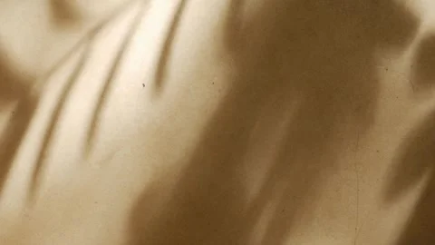 Soft abstract shadow of tropical plant leaves and branch Vidéo 337291450