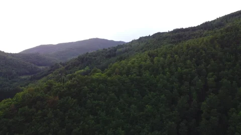 Soft aerial movement over sprawling forest Stock Footage 321246477