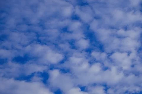 Soft altocumulus clouds drift across serene blue sky, creating calming and ai Photos