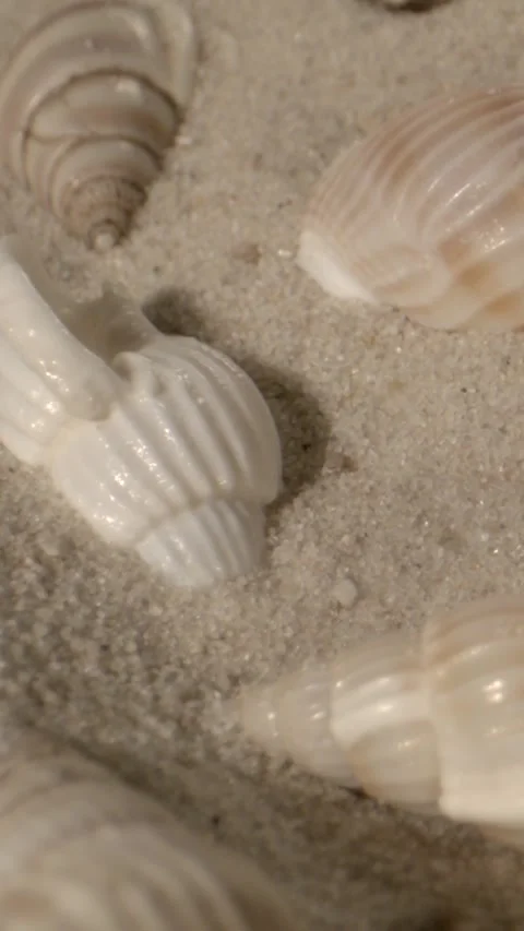 Soft Ambient Lighting Highlights Textured Shells On Tranquil Sandy Coast Scenes Stock Footage 334707797